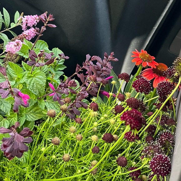 Thanks to Southern Horticulture - Picture 2 of 4